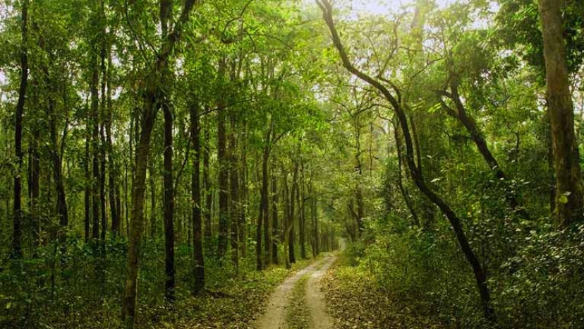 Buxa Tiger Reserve: Exploring the Untamed Wilderness of North Bengal