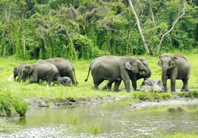 97.Mahananda-Wildlife-Sanctuary