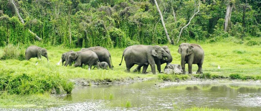 Mahananda Wildlife Sanctuary: A Hidden Gem of Biodiversity in North Bengal