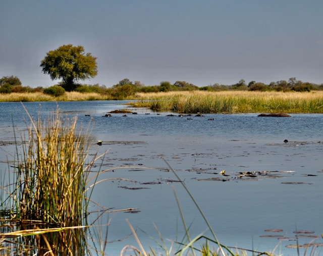 Botswana: A Journey Through Africa’s Untamed Wilderness