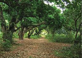 Chintamoni Kar Bird Sanctuary: A Haven for Avian Enthusiasts