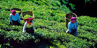 Exploring Happy Valley Tea Estate: A Journey Through Darjeeling’s Tea Gardens