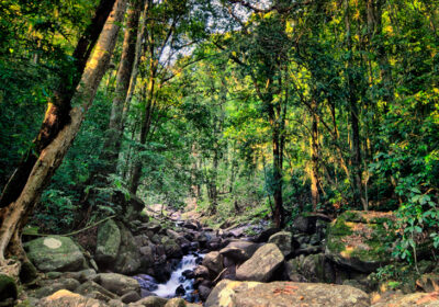 Jaldapara-National-Park