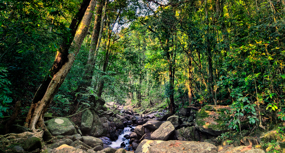 Discovering Jaldapara National Park: A Wildlife Haven in West Bengal