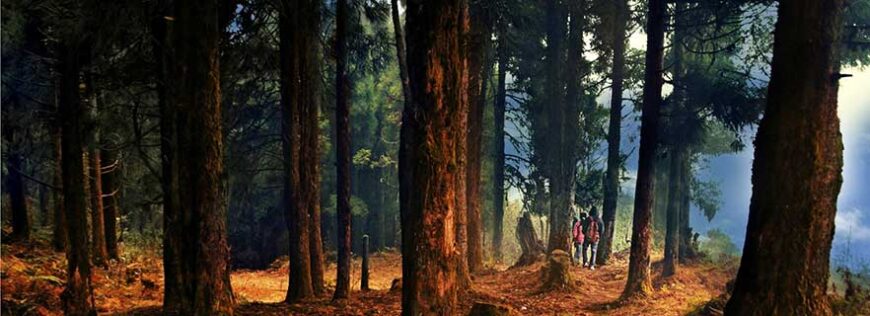 Neora Valley National Park: A Pristine Wilderness in the Eastern Himalayas