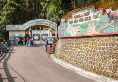 Padmaja-Naidu-Himalayan-Zoological-Park