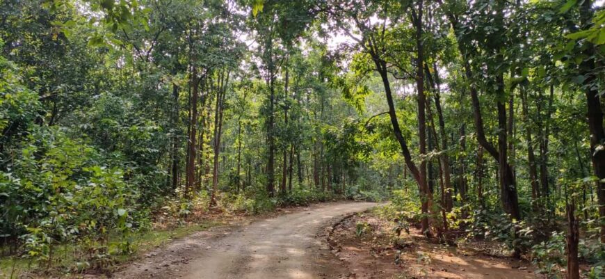 Kankrajhor Forest: An Untouched Paradise in West Bengal