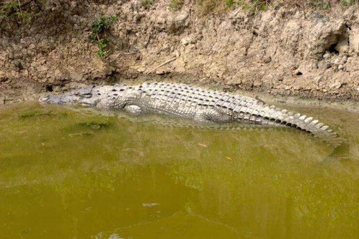 Bhagabatpur Crocodile Project: A Unique Sanctuary in the Sundarbans