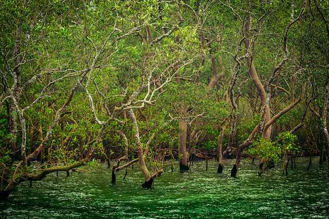 Sundarbans National Park: The Enchanting Mangrove Wilderness of West Bengal