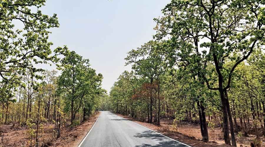 Jungle Mahal: Exploring the Enchanting Wilderness of West Bengal